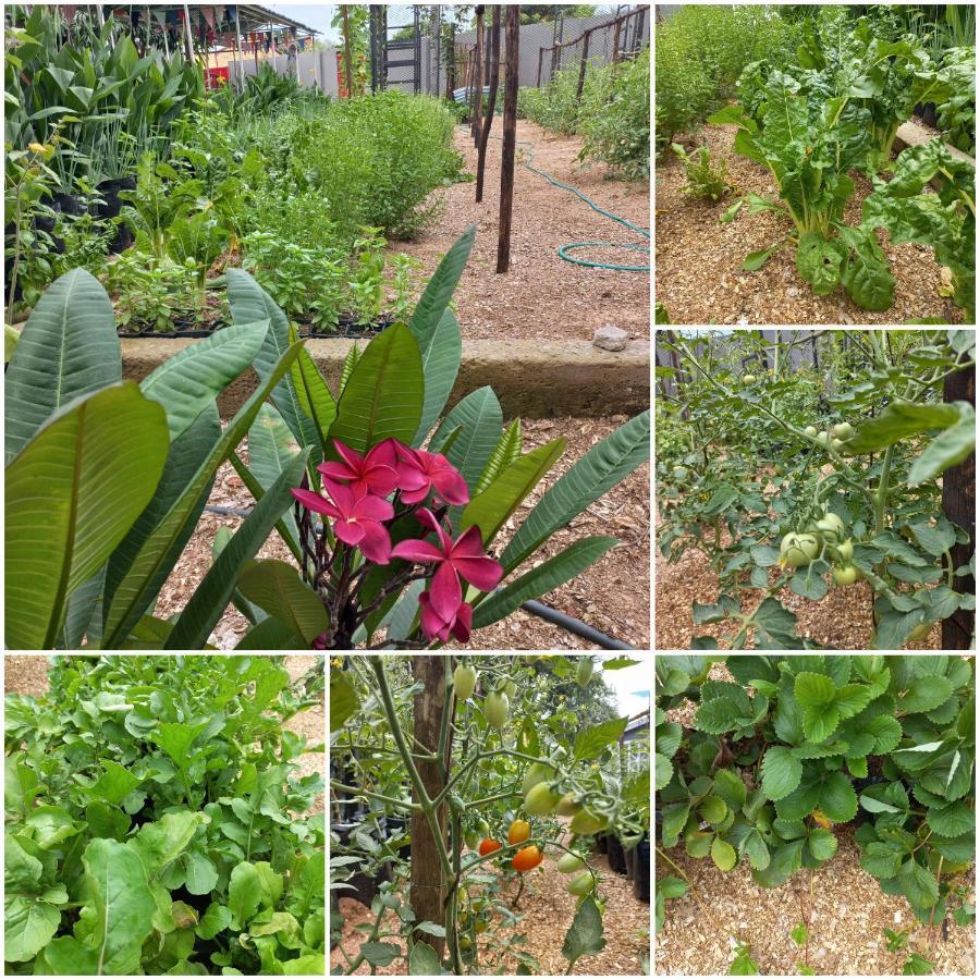 Urban Farm Haus Guesthouse Rundu Zewnętrze zdjęcie