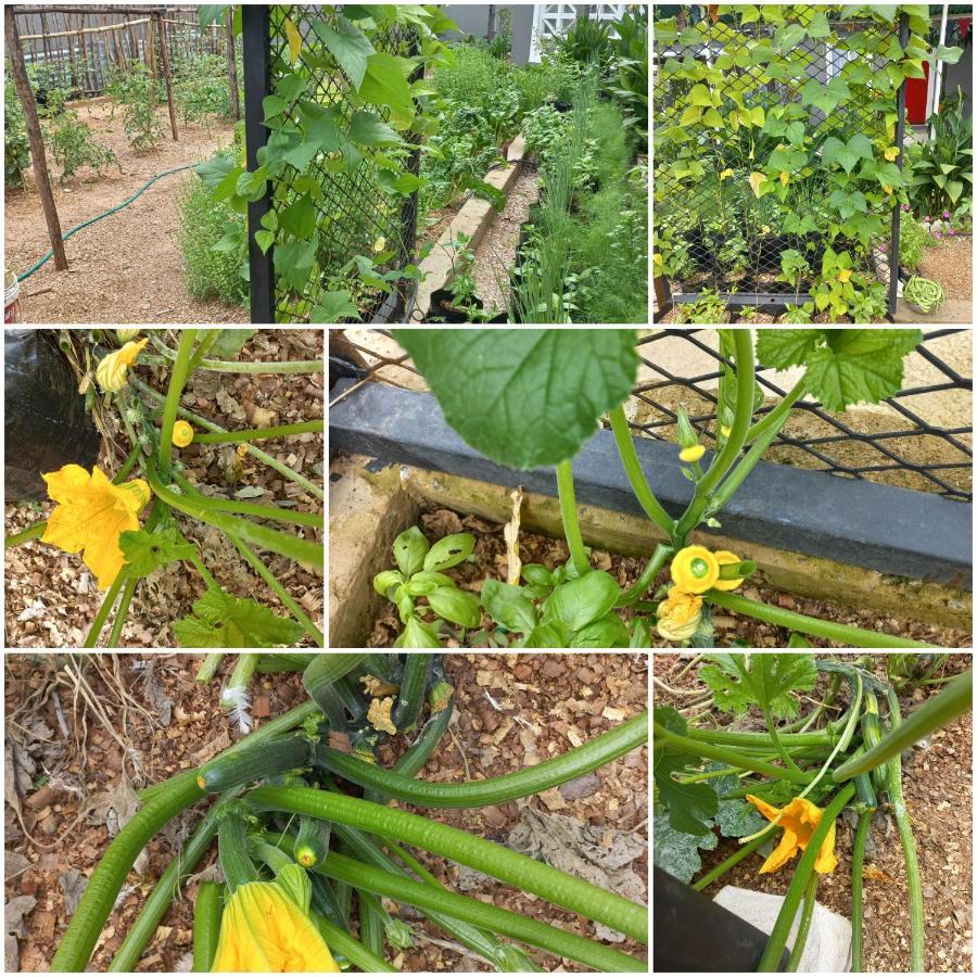 Urban Farm Haus Guesthouse Rundu Zewnętrze zdjęcie