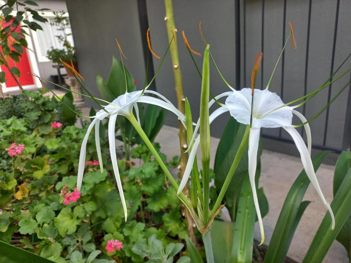 Urban Farm Haus Guesthouse Rundu Zewnętrze zdjęcie