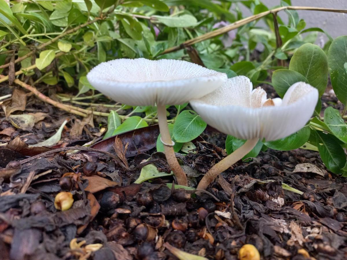 Urban Farm Haus Guesthouse Rundu Zewnętrze zdjęcie